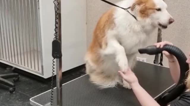 The dog looks even better after a bath, and he's very cooperative
