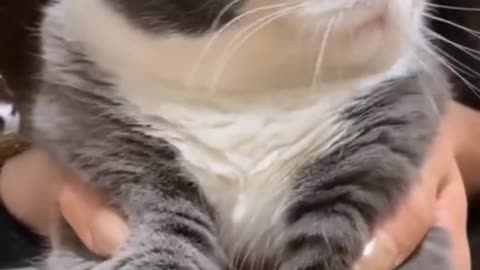 Cute Cats & Funny Cats 😍😍😅😅 #shorts #reels #cats #viral #mmvcats