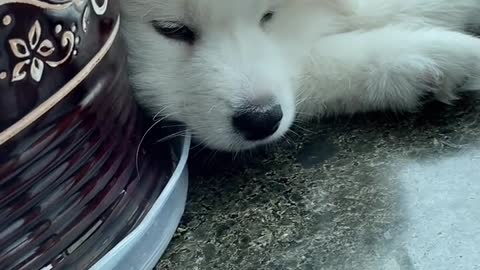 I don't think you've ever seen that lovely Samoyed