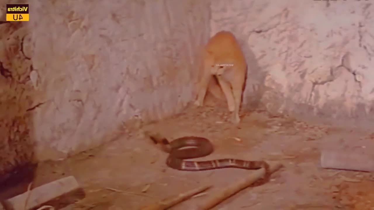 Cat and snake fight