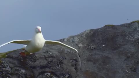 BLUE PLANET II - EPISODE 7 - OUR BLUE PLANET