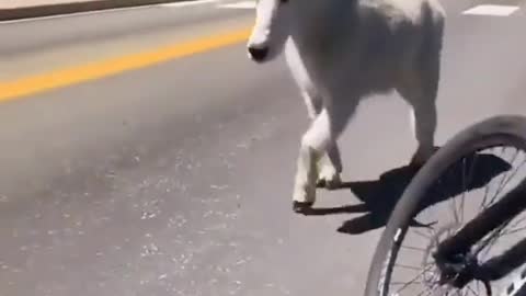 MASSIVE GOAT