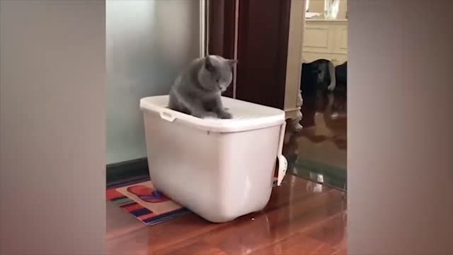 Fun with animals #2