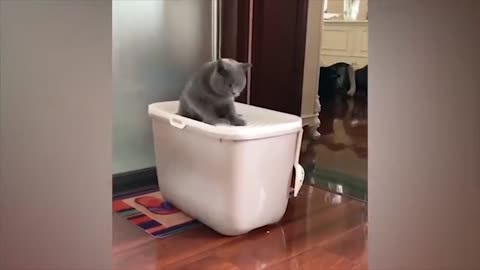 Fun with animals #2