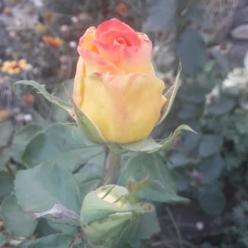 Blooming rose