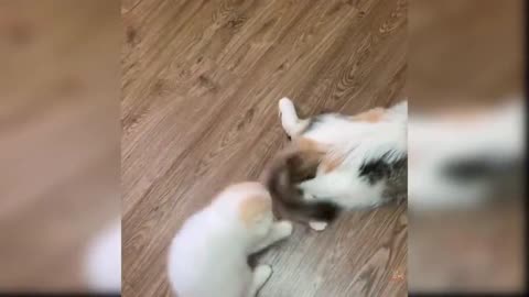 Cute cat video Bcc