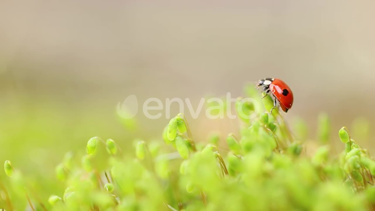 Close-up Wildlife of a Ladybug in the Green Grass in the Forest