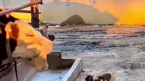 Funny video dog vs cow