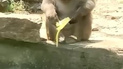 Cute and funny animals video compilation 😂😂😂 part- 2