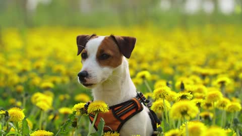 Dogs in the Field