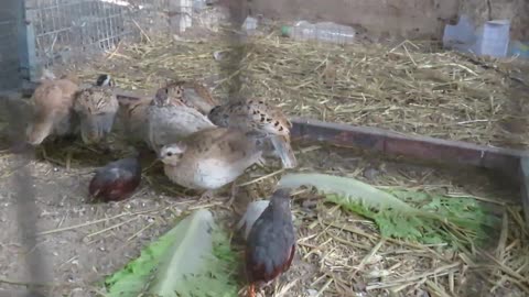 White brahma chicks, two months old (4)