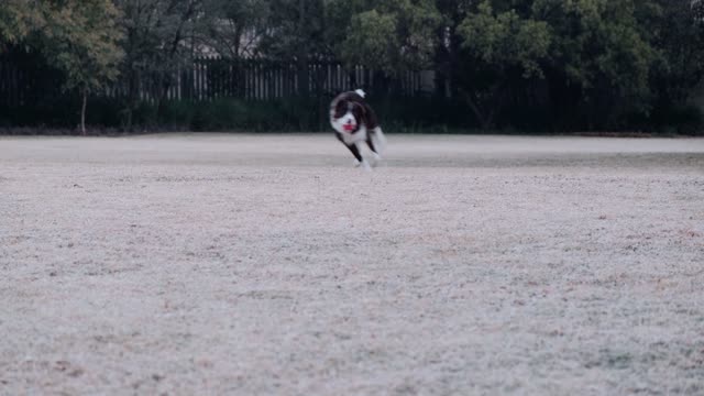 A Dog Playing With Ball