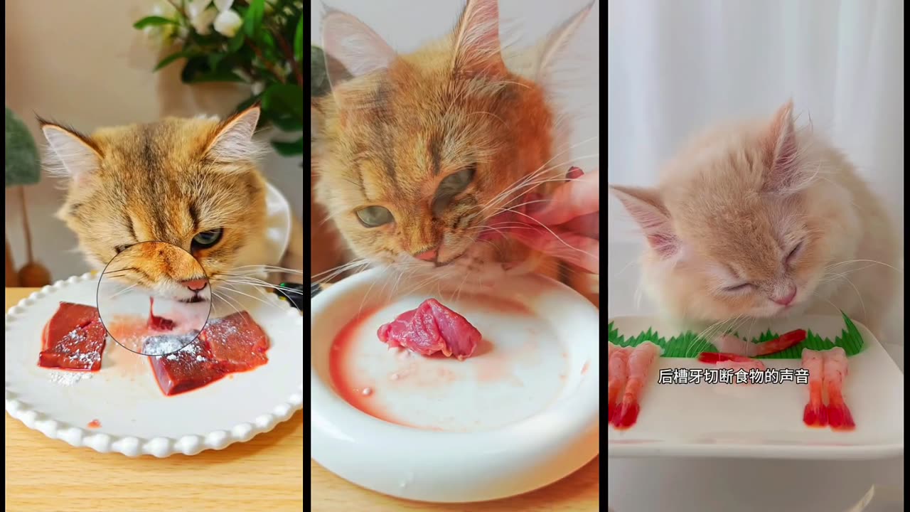 Cat Eating Mukbang ASMR