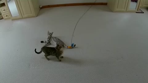 Acrobatic Bengal Kittens Amazing Athleticism
