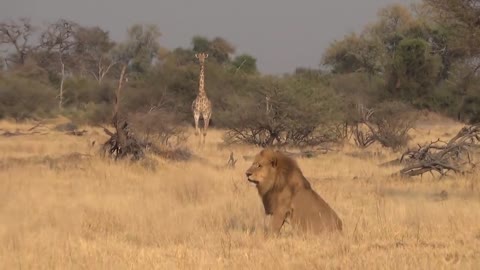 LIONS VS HYENAS - Clash of Enemies