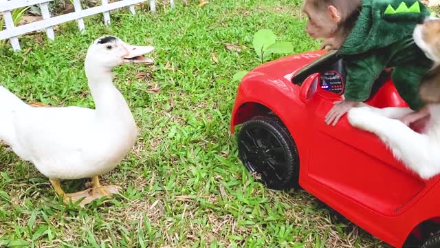 Baby monkey with puppies and duckling playing with baby rabbits in the garden