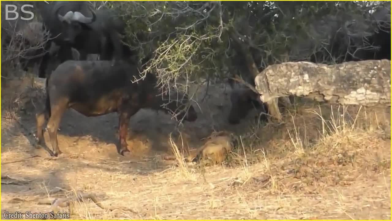 The Greatest Fights In The Animal Kingdom | Lion VS Buffalo