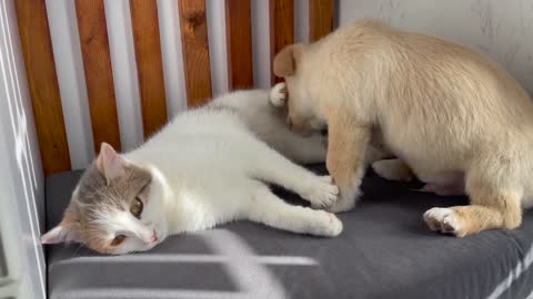 Funny Kitten Shocked by the New Puppy