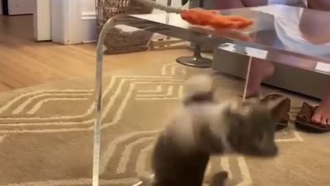 Best funniest cats and dogs