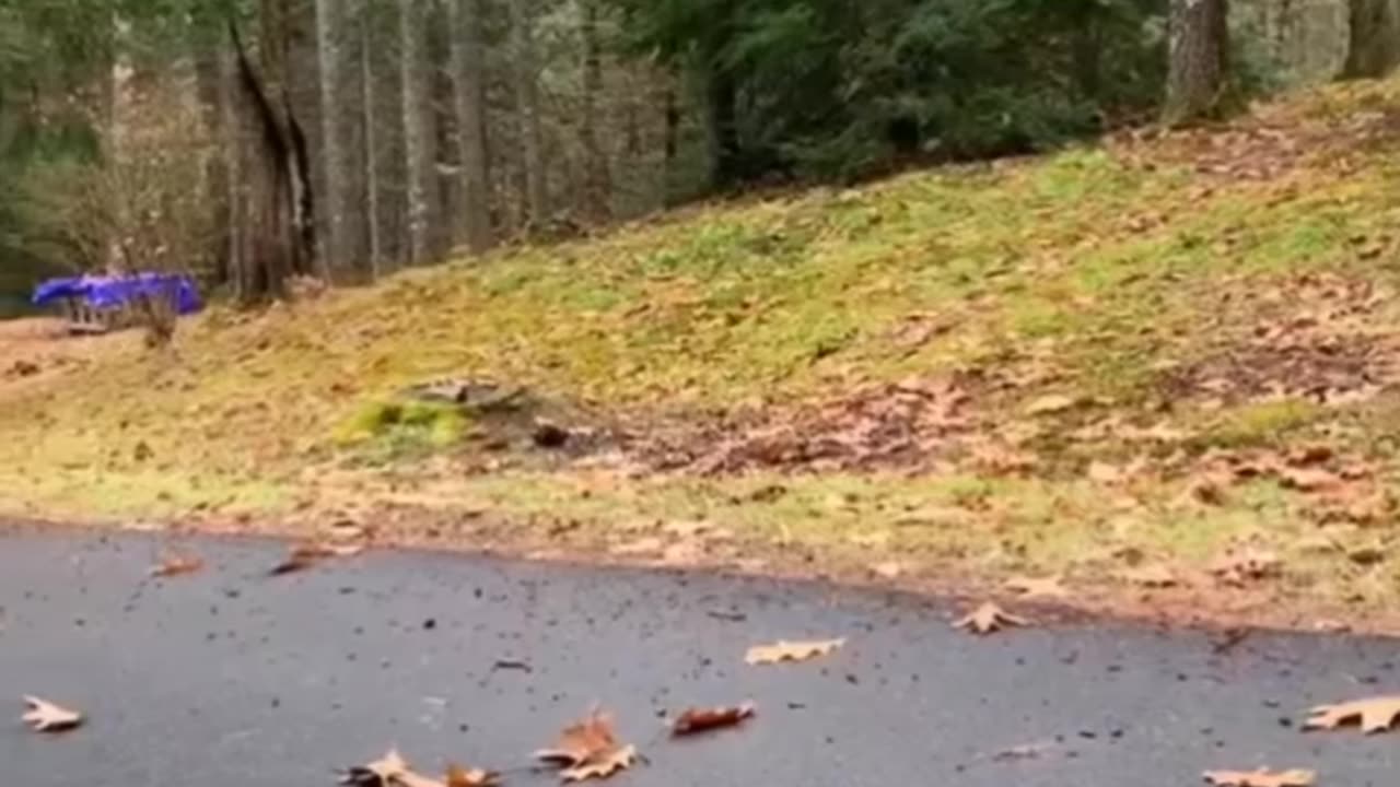Try_not_to_laugh🤣_Funny_animals😹‖_#shorts__#funnyvideos