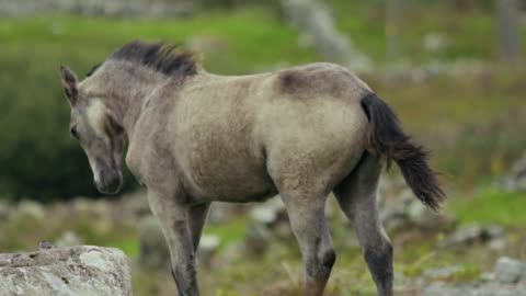 Foal is running in the field