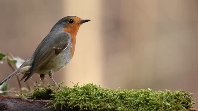 Bird Nature and Beautiful!