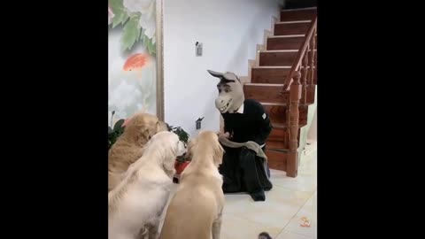 Funny videos of Cats and Dogs # 16