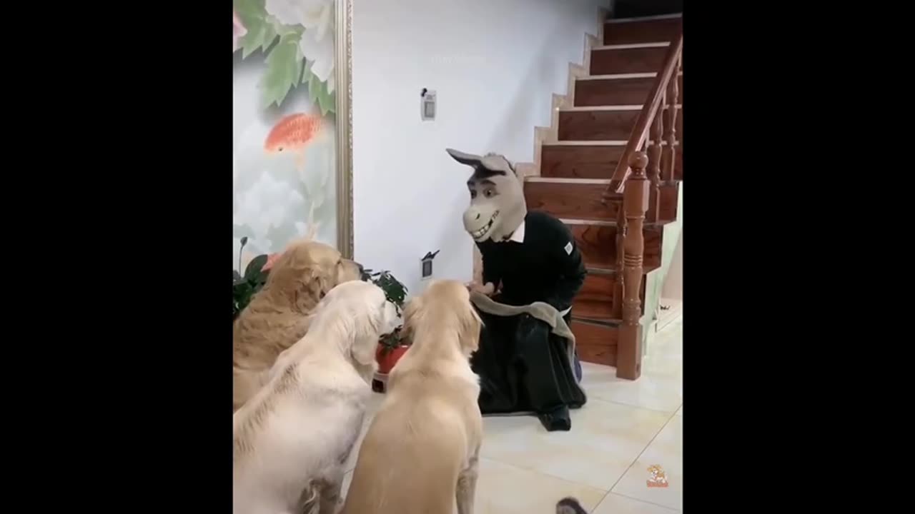 Funny videos of Cats and Dogs # 16