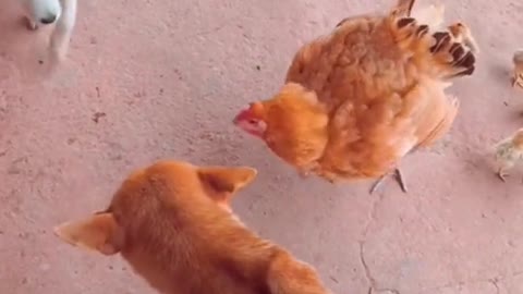 Don’t mess with the hen