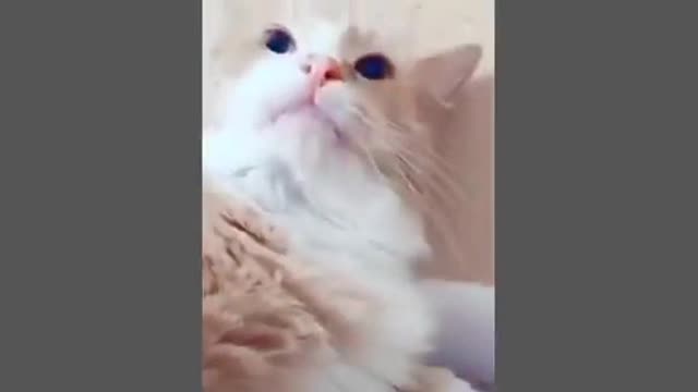 various kinds of mixed videos of animals