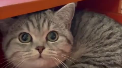 funny and cute cats