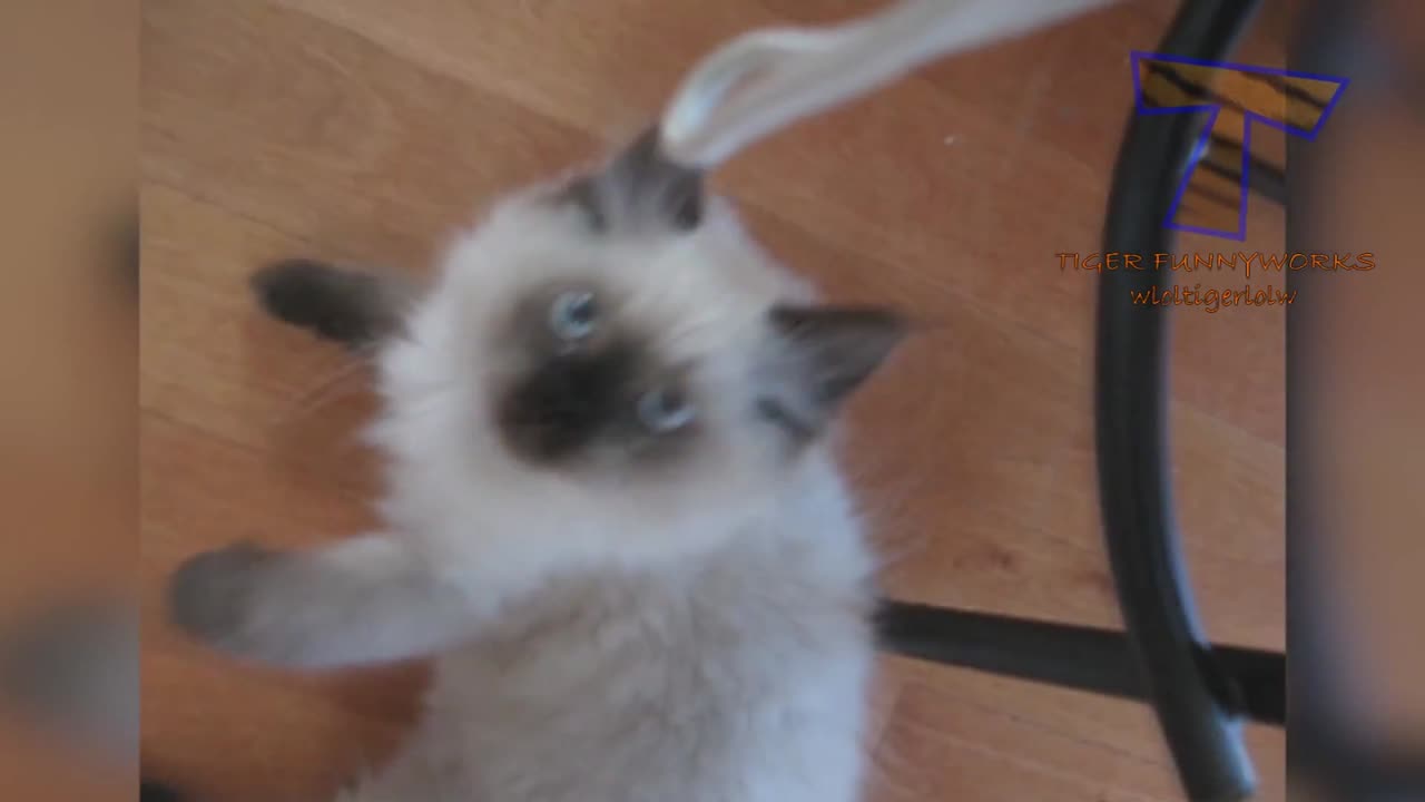 You will LAUGH SO HARD that YOU WILL FAINT - FUNNY CAT compilation