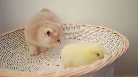 Cute kitten with tiny chikken