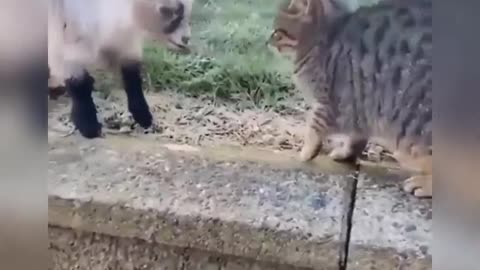 Funny Cats and Dogs You Are Gonna Love