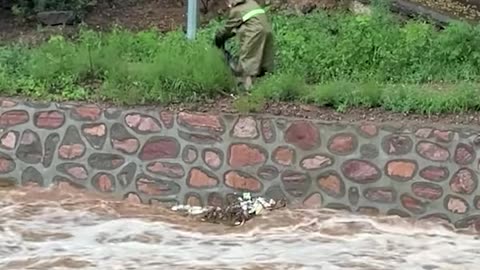 Brave men rescued dog trapped in strong river!