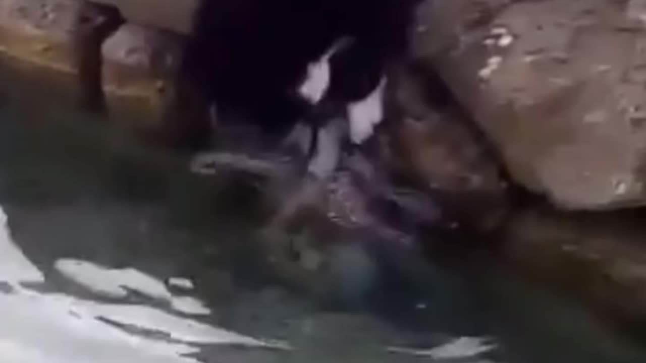 cat vs octopus.