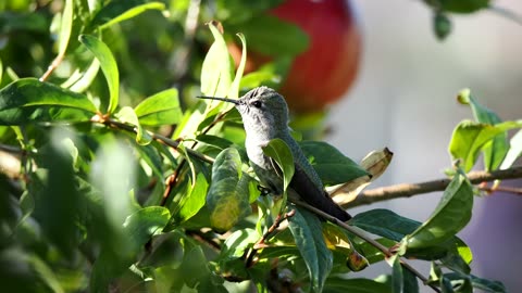 Hummingbird Enjoys the Morning