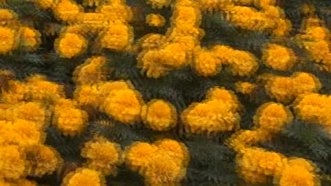 Flower Decoration in the Different parts of the Gujranwala City