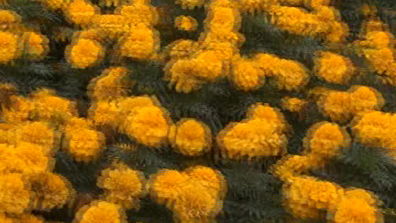 Flower Decoration in the Different parts of the Gujranwala City