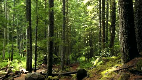 Forest Beautiful