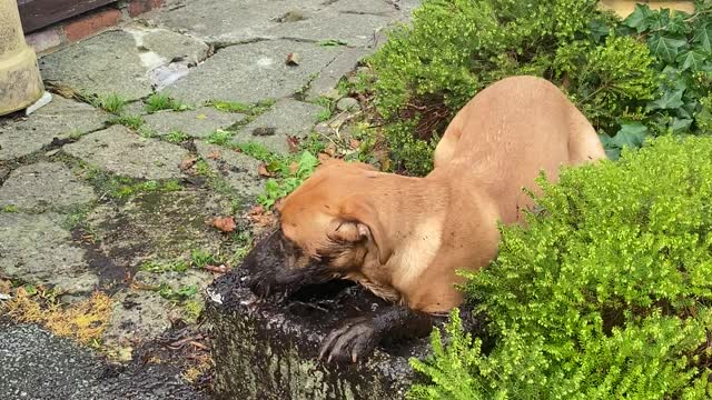 Monty the Lab Takes a Mud Bath