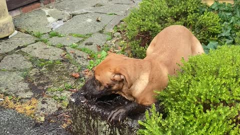 Monty the Lab Takes a Mud Bath