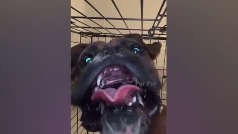 Cats and Dogs 2022 / Funniest Animals Video