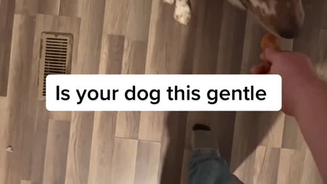 Is your dog this gentle