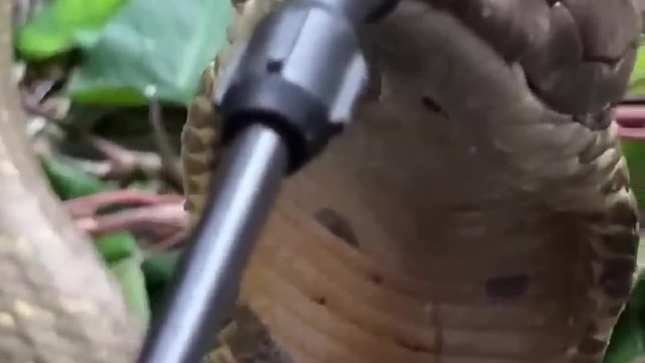 King Cobra