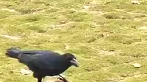 Thirsty Crow