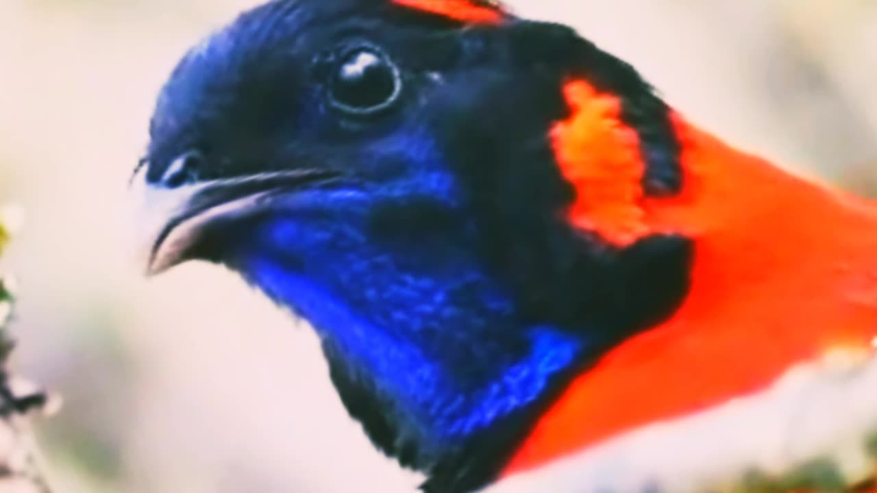 pheasant