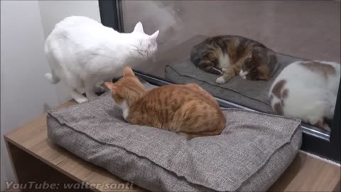 Cat Tries To Get On The Bed Without Waking Other Cat Up