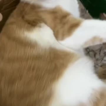 Cute Cat Video And Fanny Cat Video