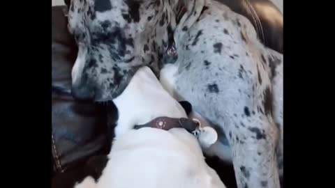 Funniest Animals 🐧 - Best Of The 2020 Funny Animal Videos 😁 - Cutest Animals Ever #12